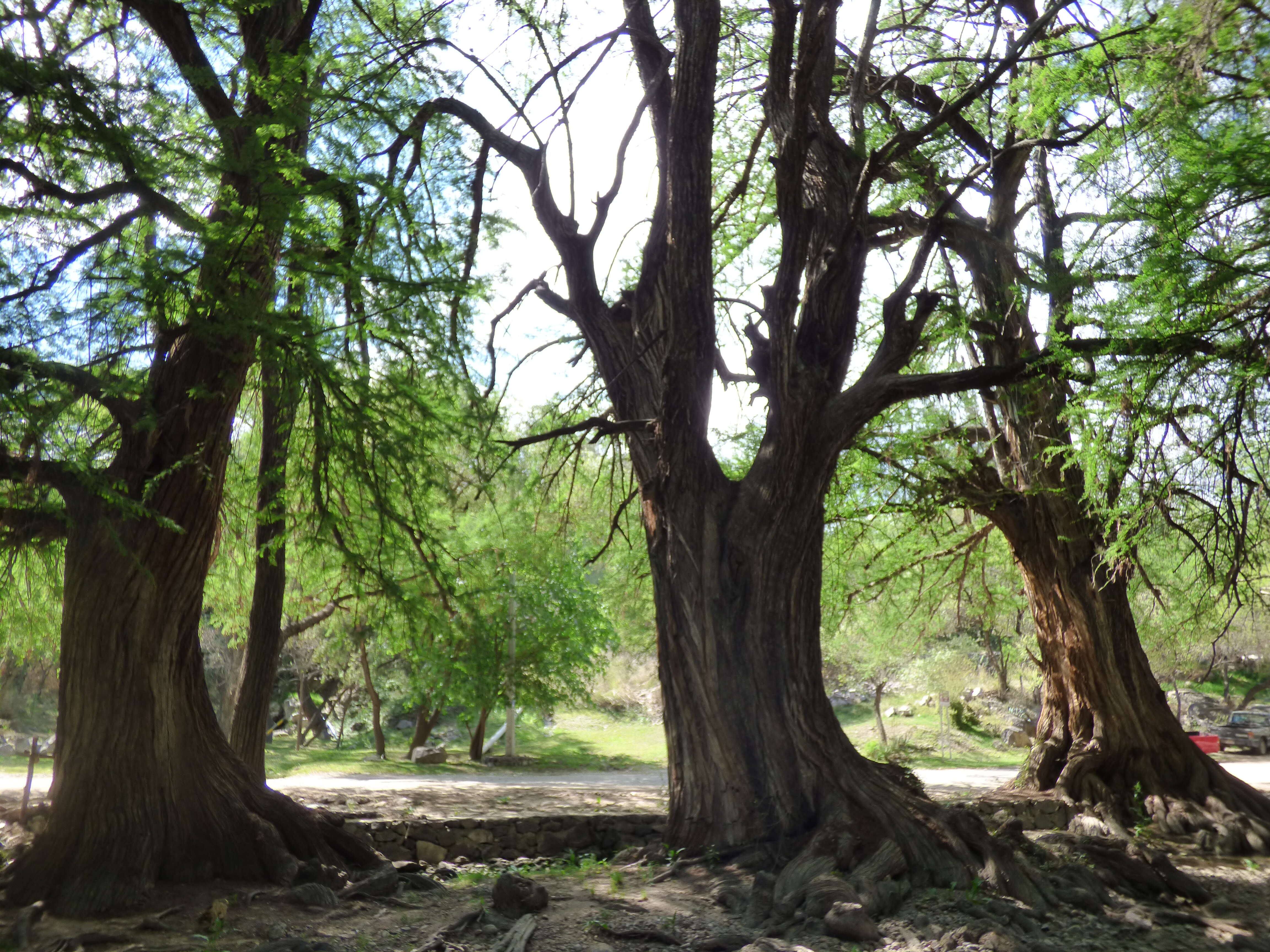 صورة Taxodium mucronatum Ten.