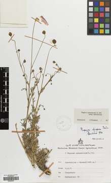 Image of Papaver armeniacum (L.) DC.