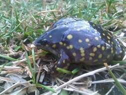 Image of Spotted Burrowing Frog