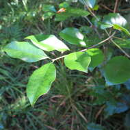 Plancia ëd Olea capensis subsp. macrocarpa (C. H. Wright) I. Verd.