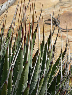 Image of Utah agave