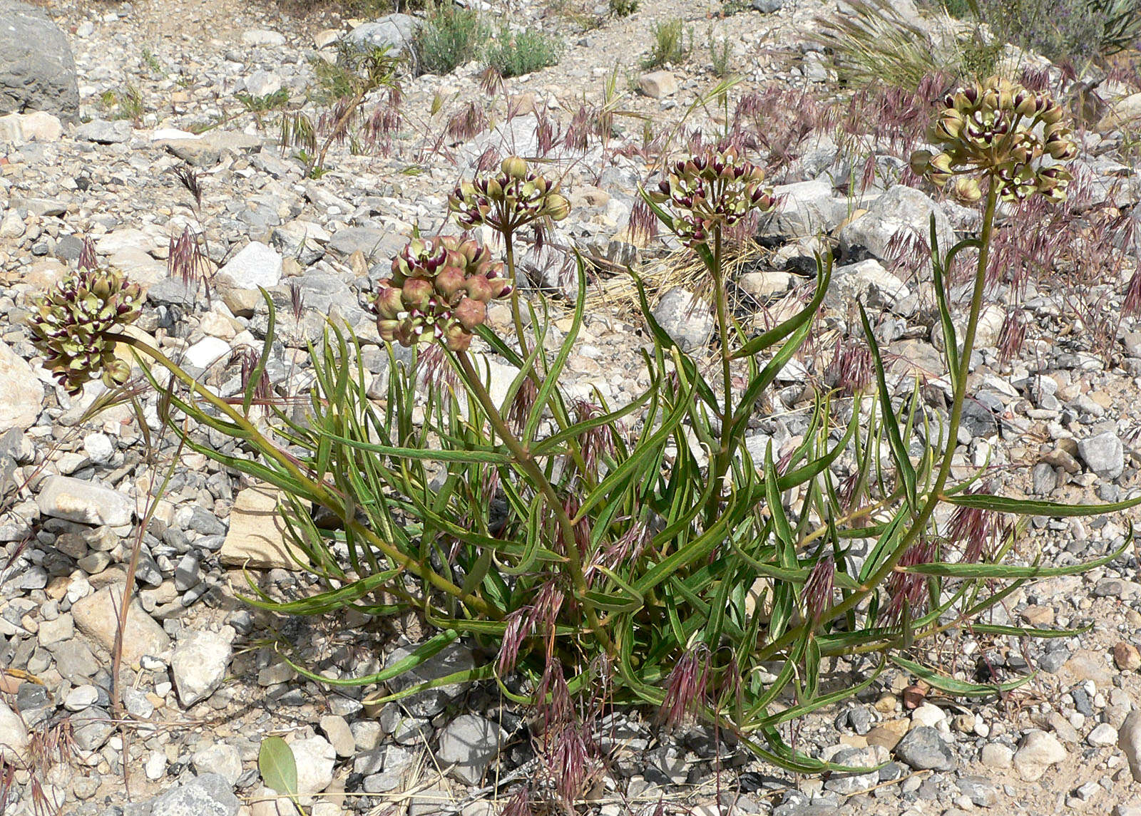 Image of spider milkweed