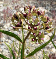 Image of spider milkweed