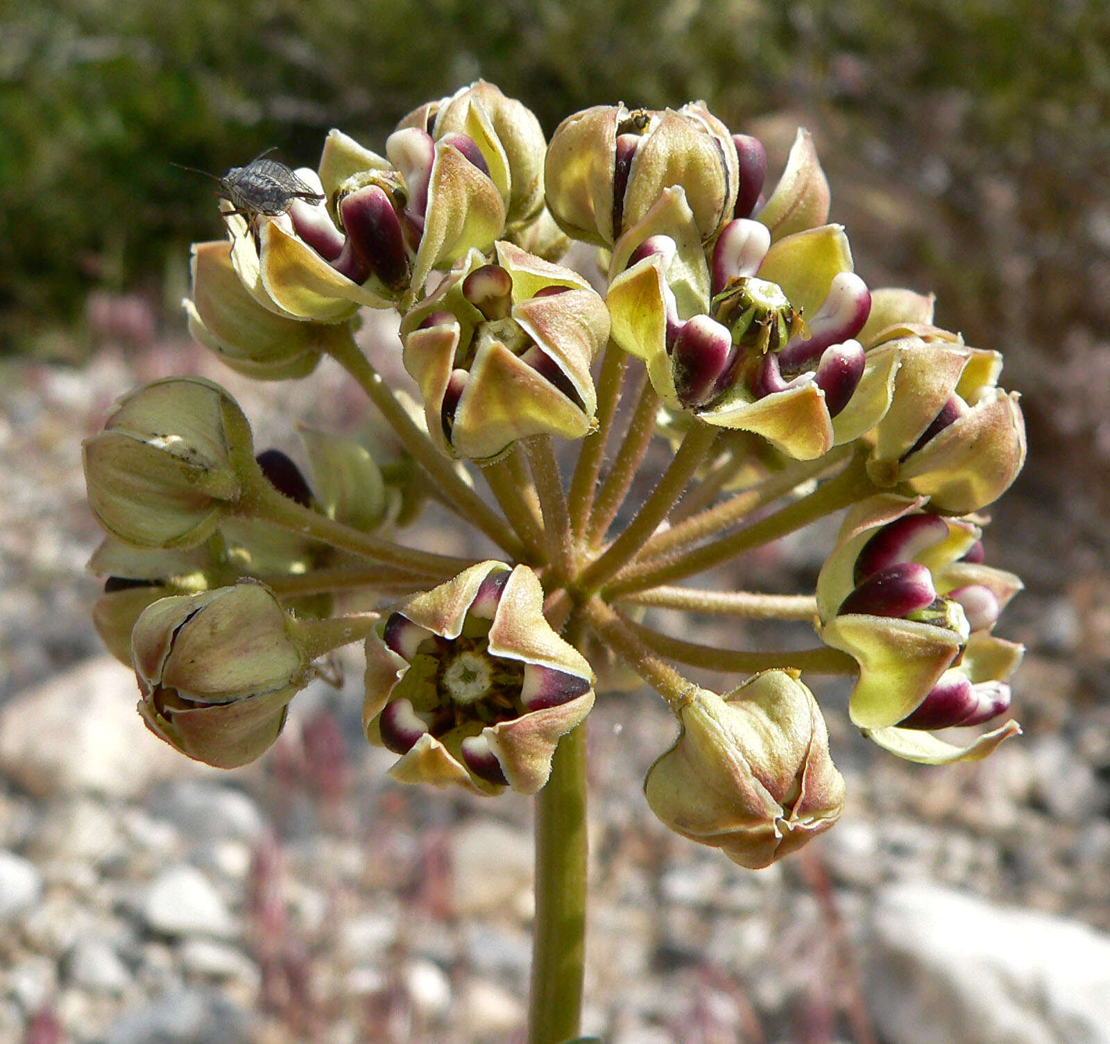 Image of spider milkweed