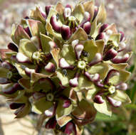 Image of spider milkweed