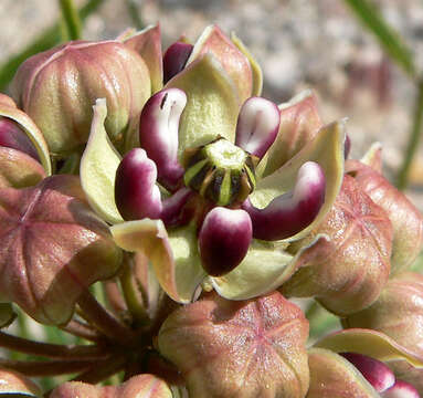 Image of spider milkweed