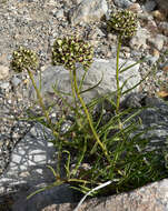 Image of spider milkweed