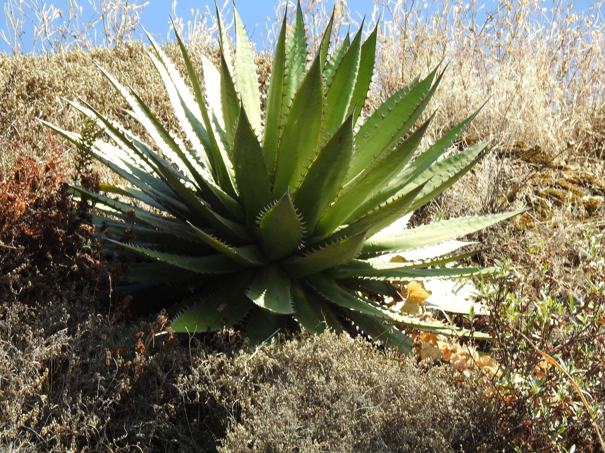 Image of Agave horrida Lem. ex Jacobi