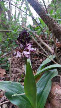 Imagem de Orchis purpurea Huds.