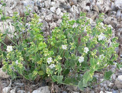 Image of desert wishbone-bush