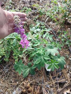 Image of Santa Lucia lupine