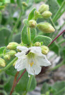 Image of desert wishbone-bush