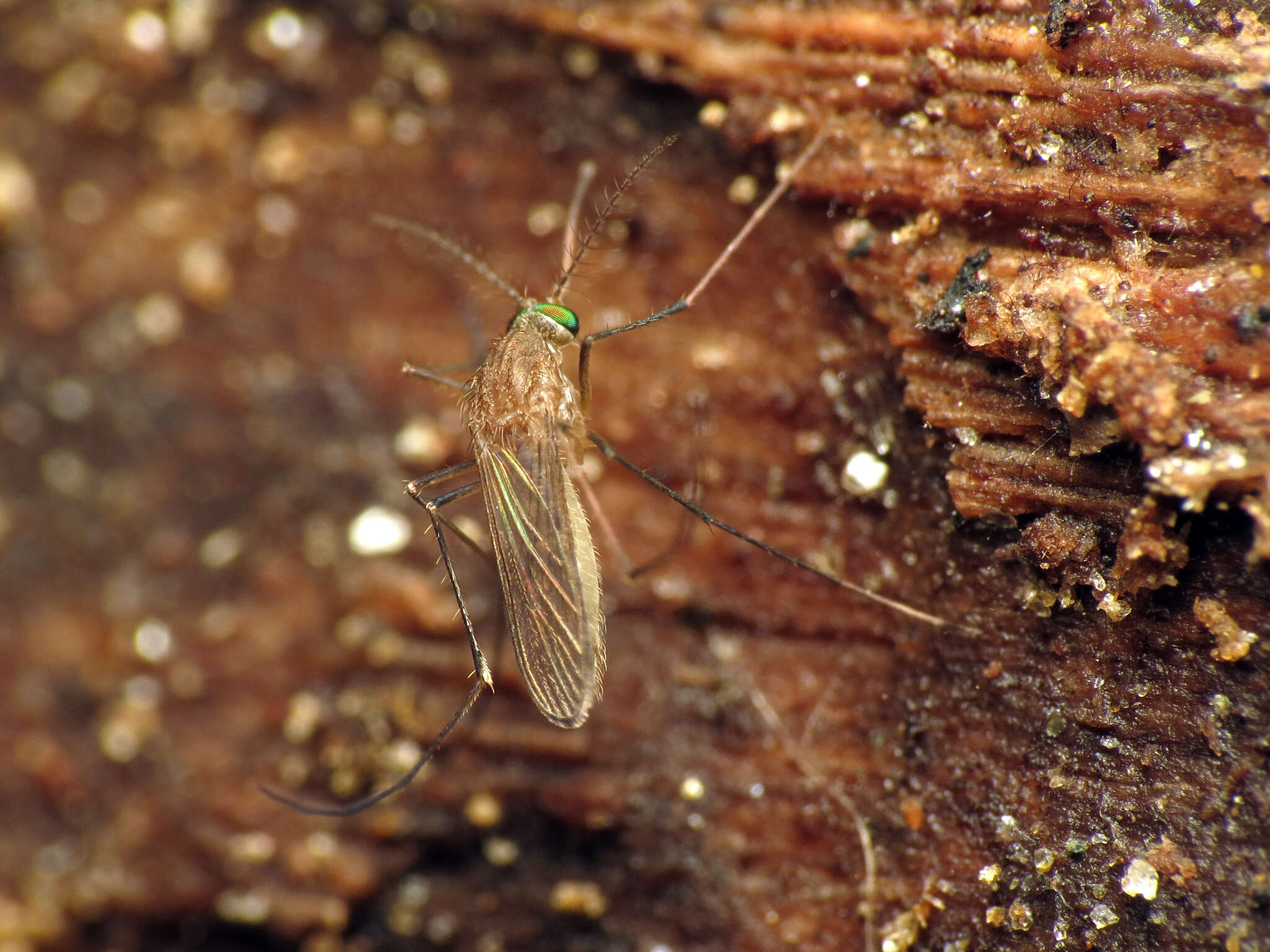 Image de Moustique typique domestique