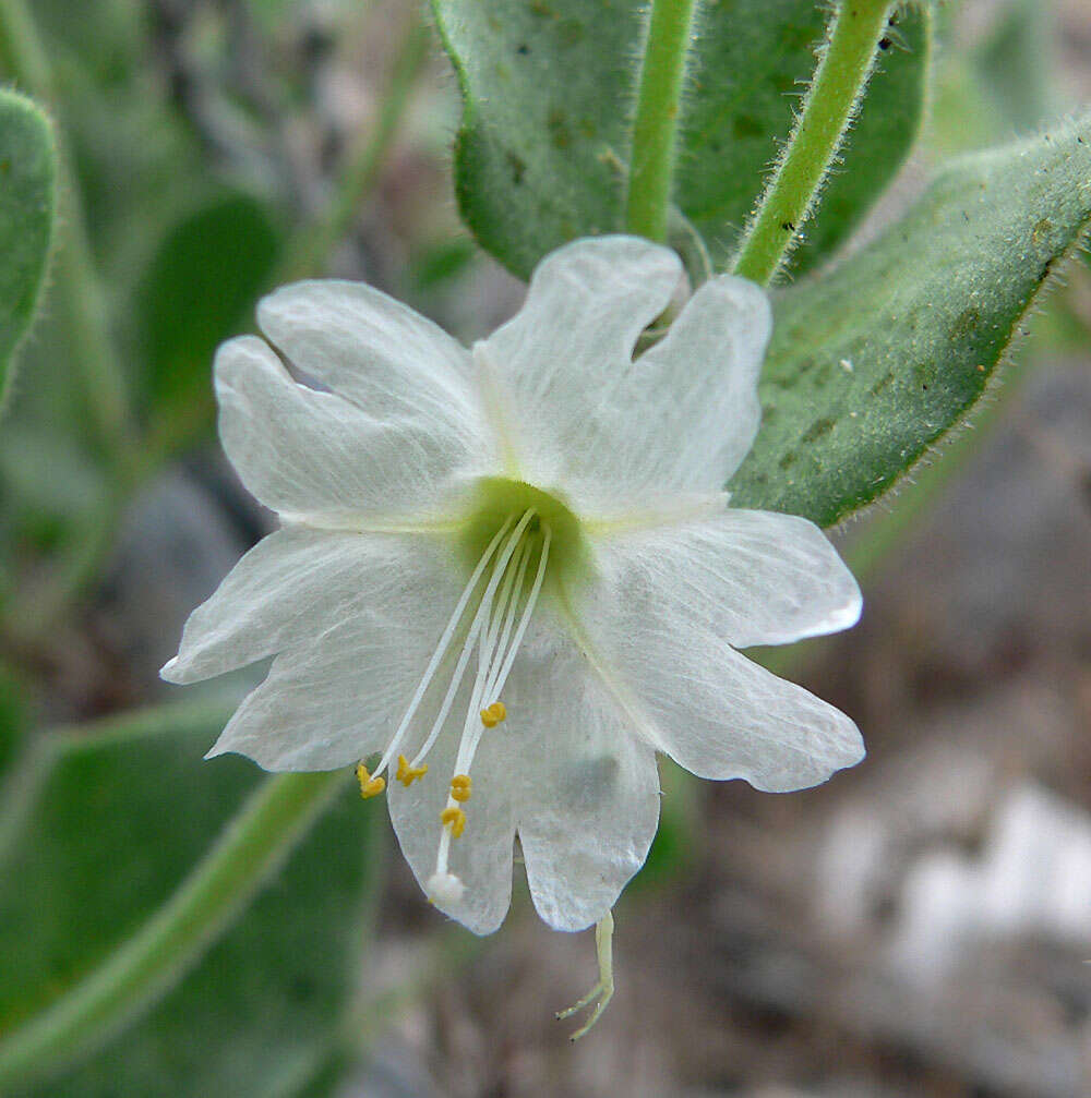 Image of desert wishbone-bush