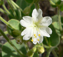 Image of desert wishbone-bush