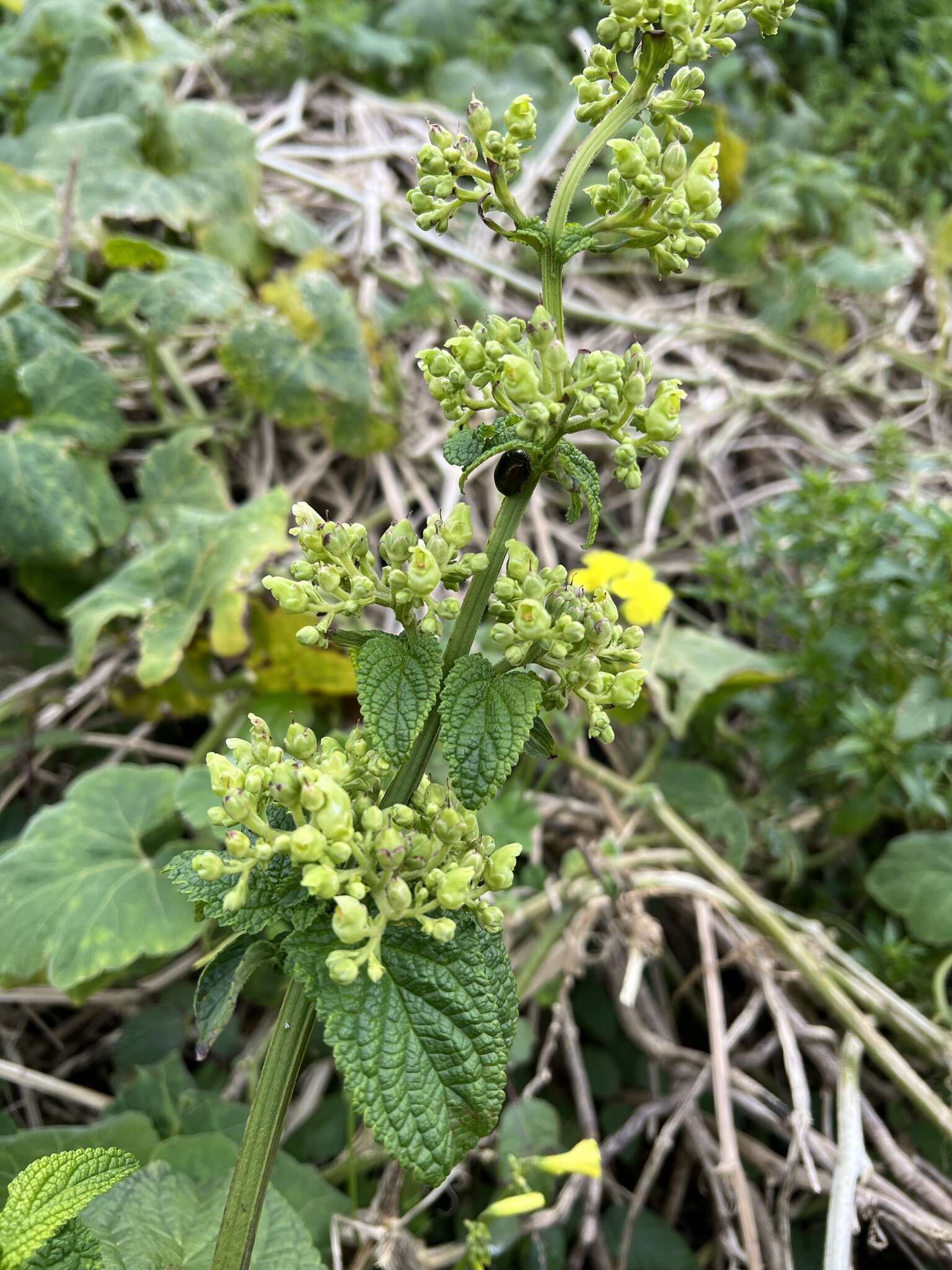 Image of Scrophularia smithii subsp. smithii