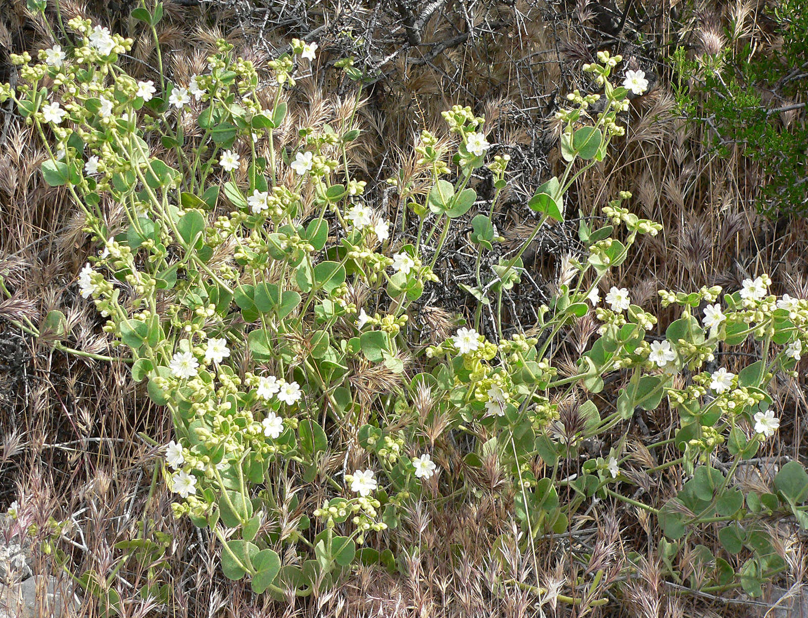 Image of desert wishbone-bush