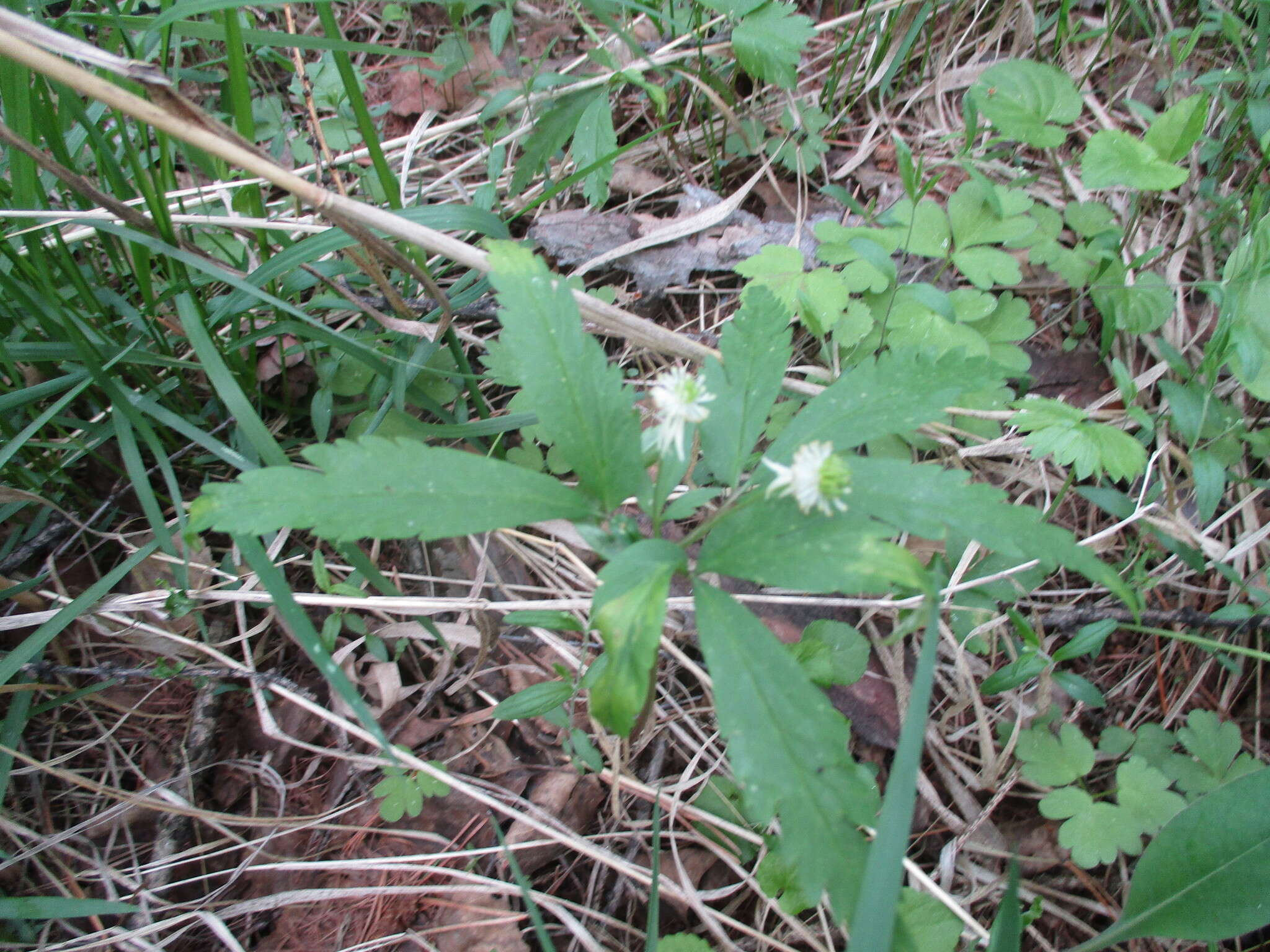 صورة Anemone reflexa Steph. & Willd.