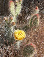 Image of Panhandle Prickly-pear