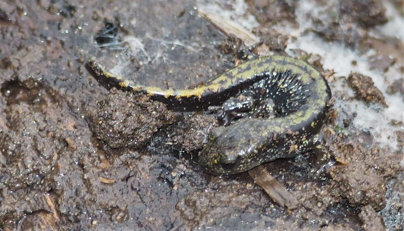 Image of Ambystoma macrodactylum macrodactylum