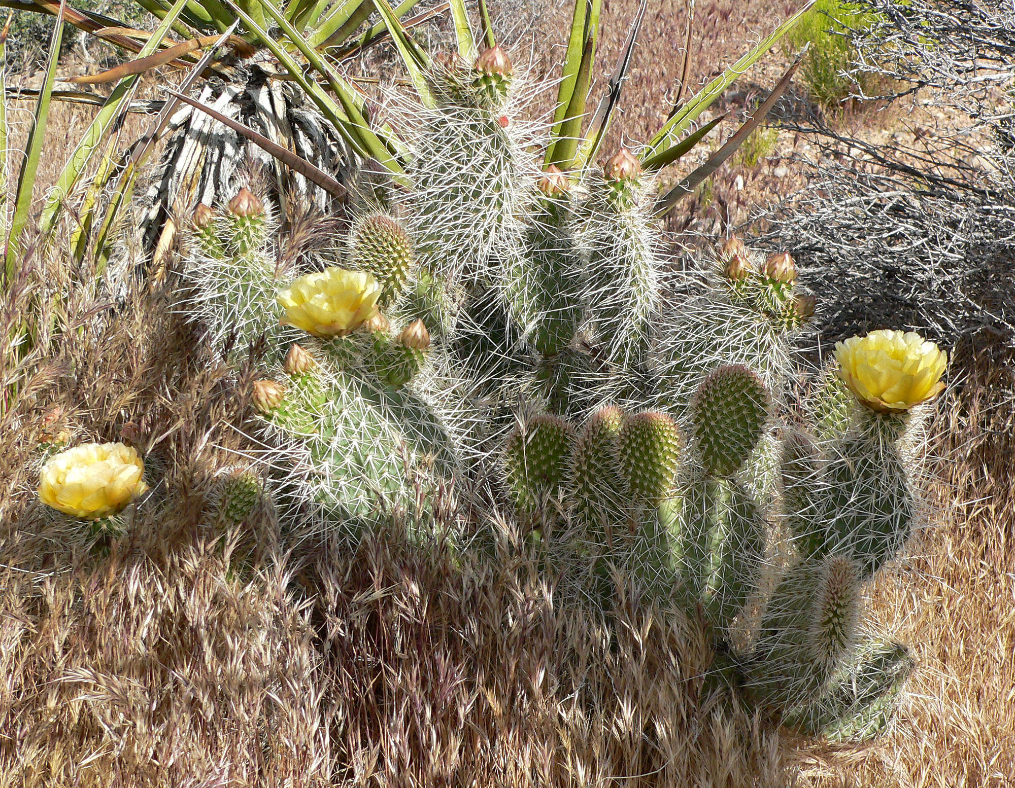 Image of Panhandle Prickly-pear