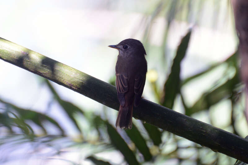 Muscicapa muttui (Layard & EL 1854) resmi