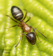 Image of Essig's Carpenter Ant