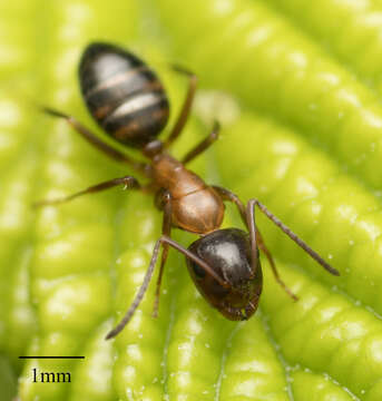 Image of Camponotus essigi Smith 1923