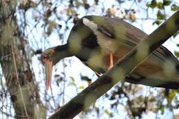 Image of Black Stork