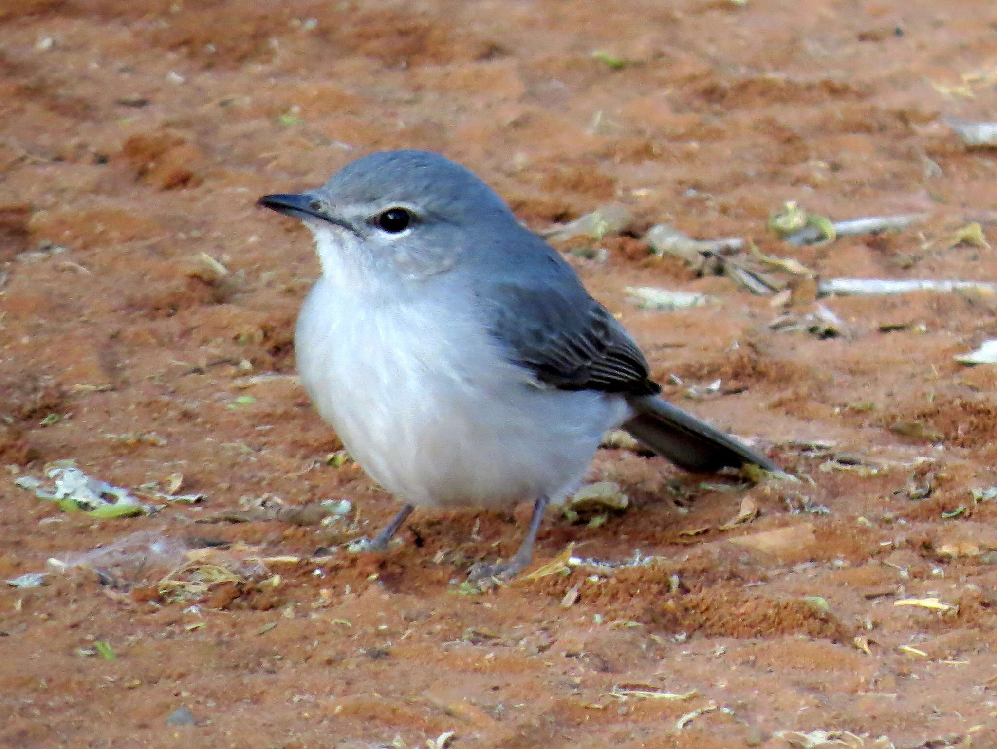 Image of <i>Fraseria <i>caerulescens</i></i> caerulescens