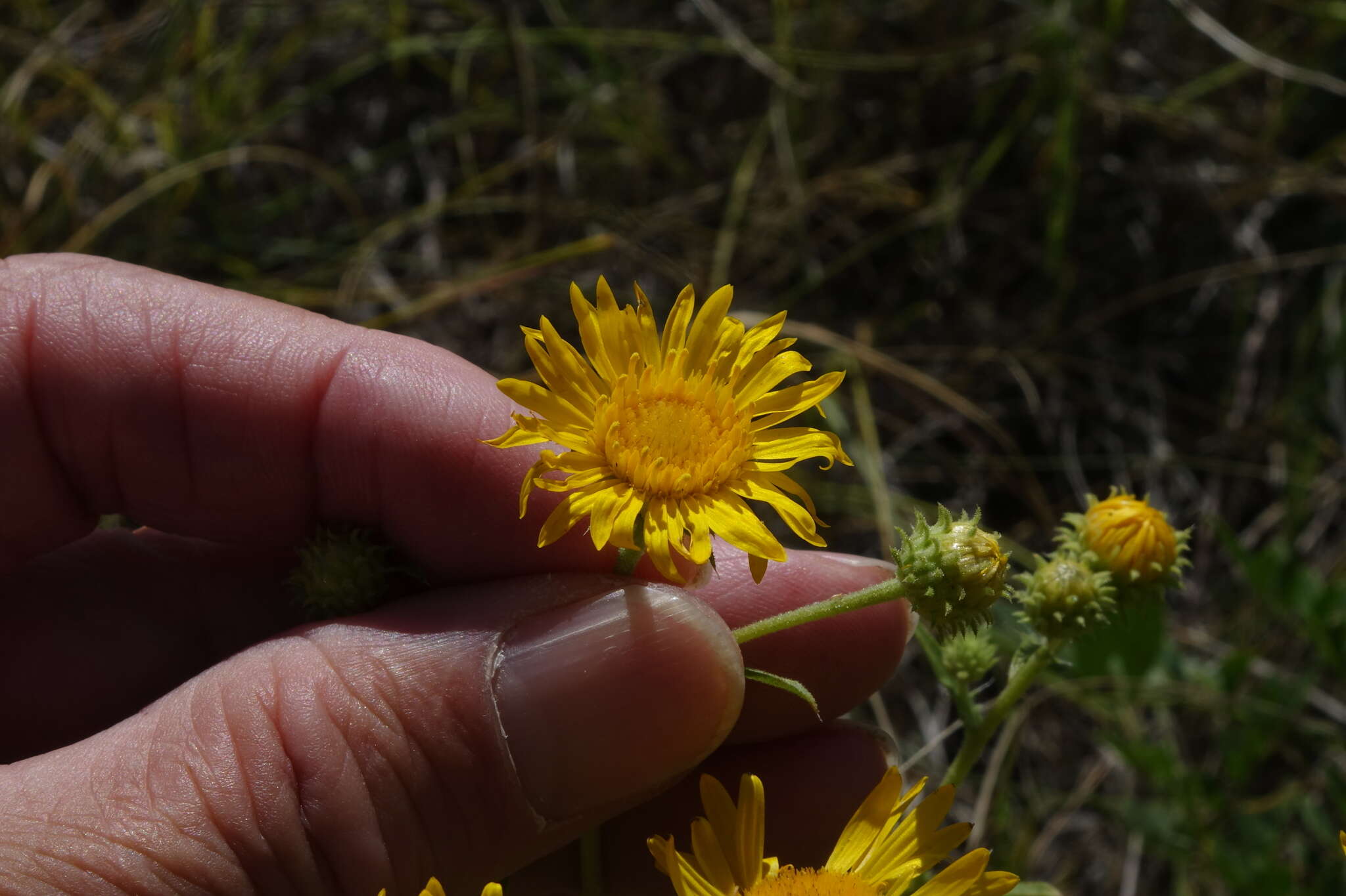 Rayjacksonia annua (Rydb.) R. L. Hartman & M. A. Lane的圖片