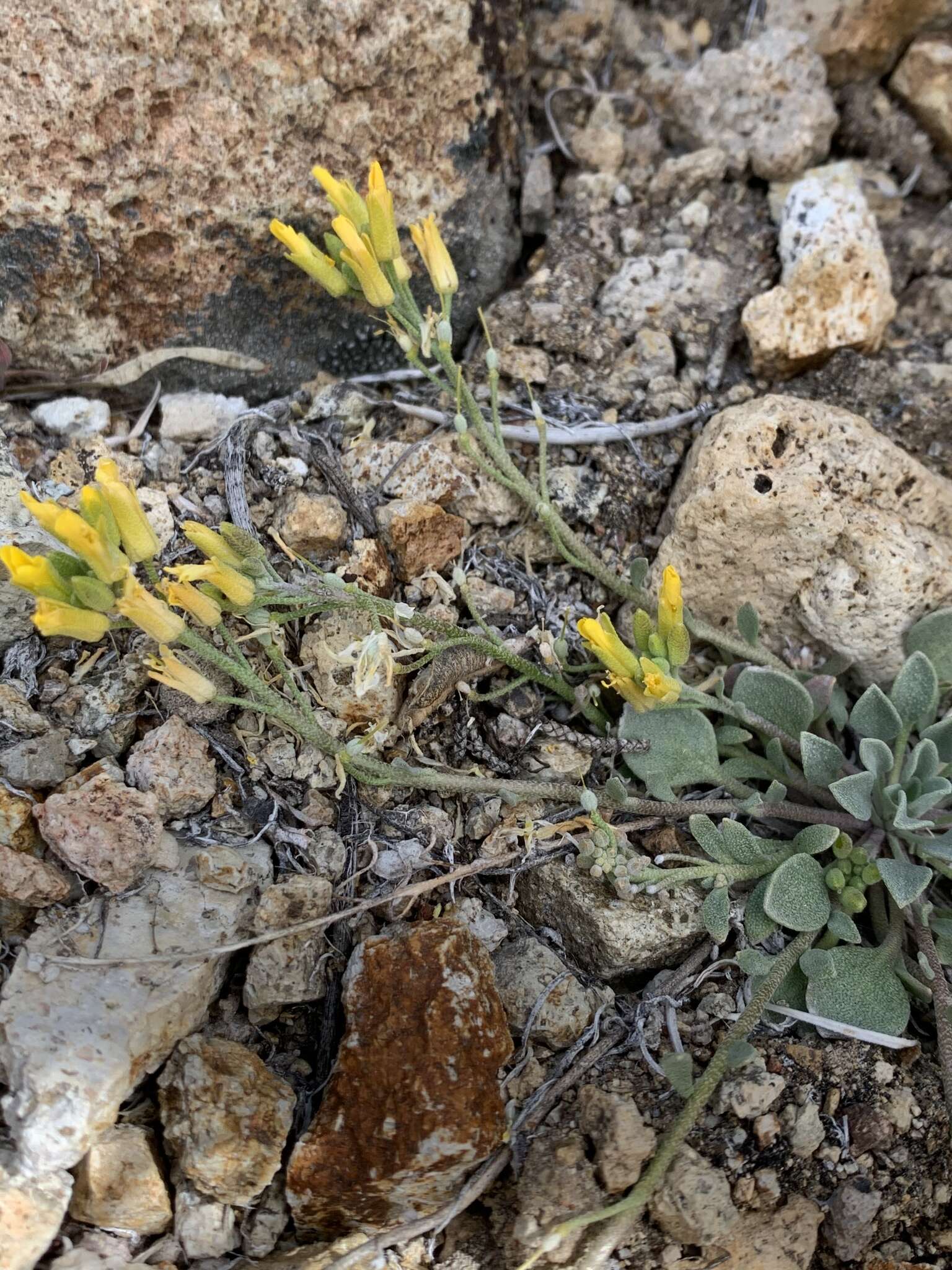 Physaria kingii (S. Watson) O'Kane & Al-Shehbaz的圖片