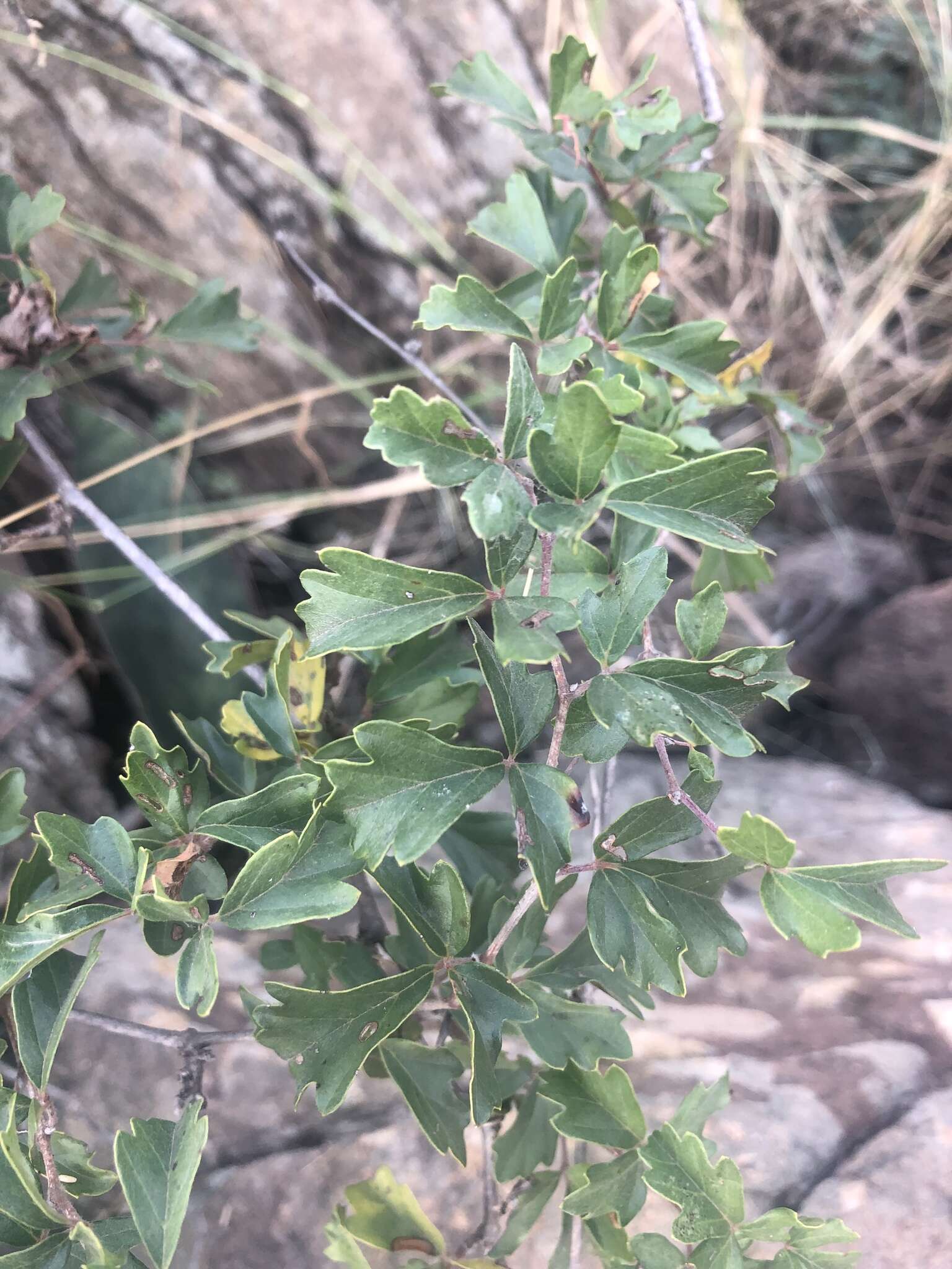 Image of Rhoicissus tridentata subsp. cuneifolia (Eckl. & Zeyh.) N. R. Urton