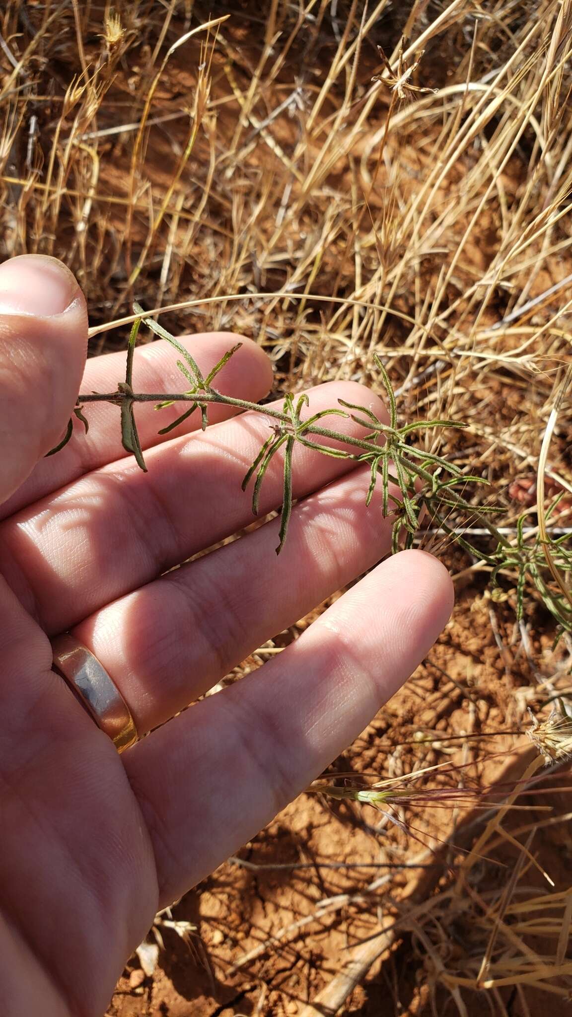 Image of Stebbins' false bindweed