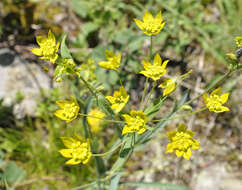 Image of Bupleurum triradiatum Adams ex Hoffm.