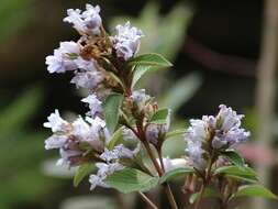 Image of Strobilanthes kunthiana