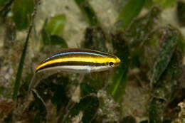 Image of Blue-faced whiptail