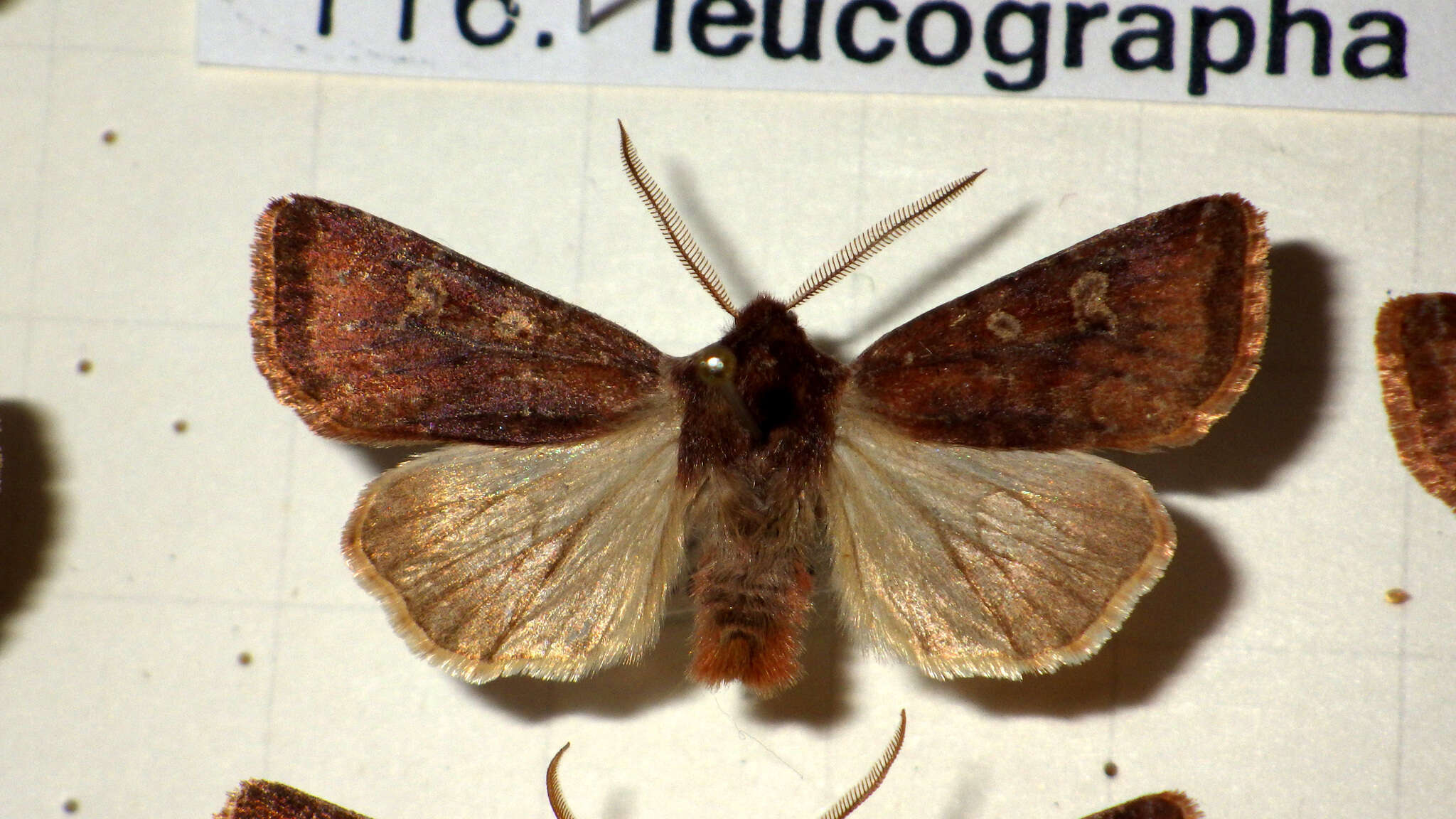 Cerastis leucographa Schiffermüller 1775的圖片