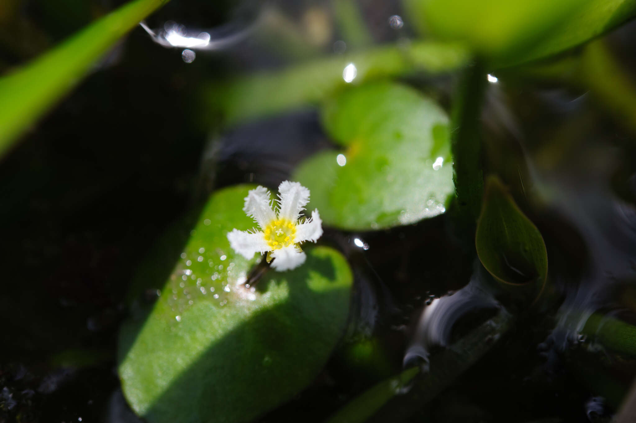 Image of Nymphoides coreana (H. Lév.) H. Hara