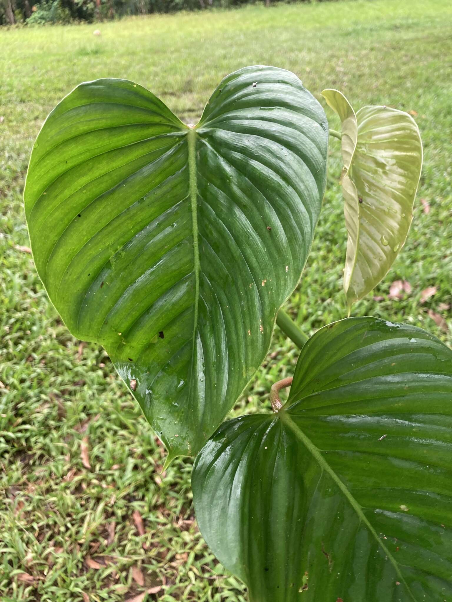 Sivun Philodendron grandipes K. Krause kuva