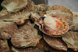 Image de Coquille St-Jacques atlantique