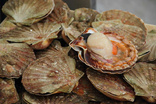 Image of Great Atlantic scallop