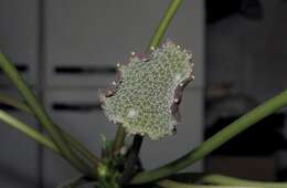 Image of Dorstenia elata Gardn.