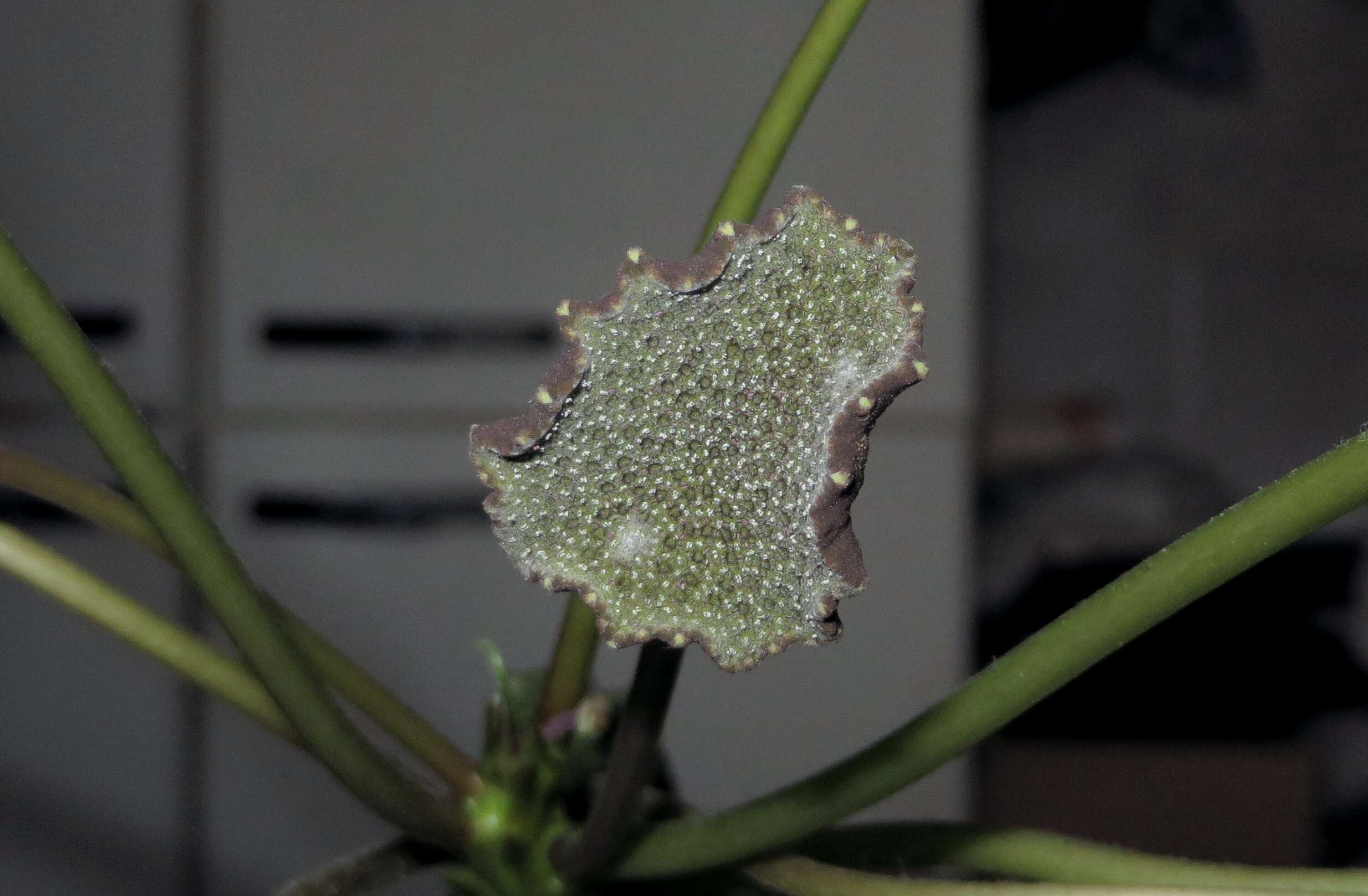 Image of Dorstenia elata Gardn.