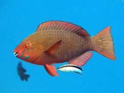 Image of Blue diesel wrasse