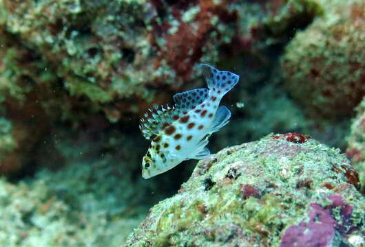 Image of Coral Hawkfish