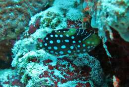 Image of clown triggerfish