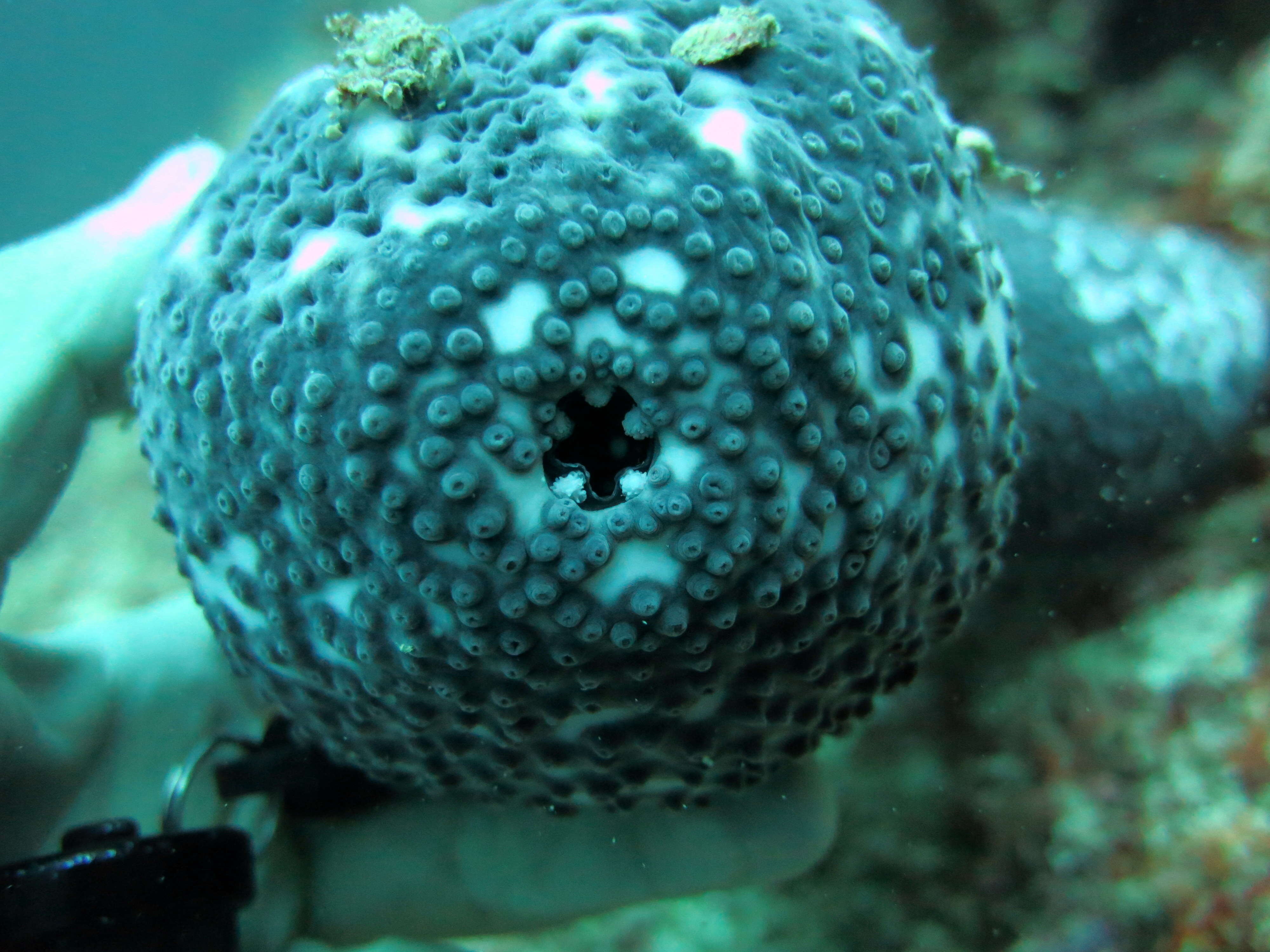 Image of Blue Sea Cucumber