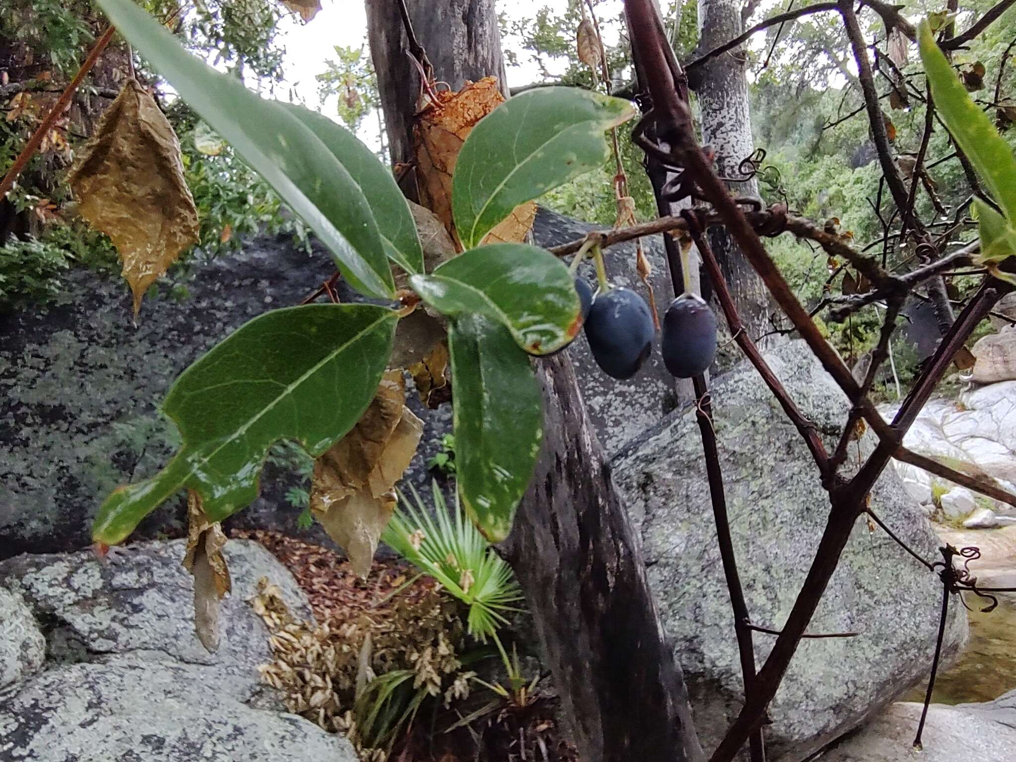 صورة Forestiera macrocarpa Brandegee