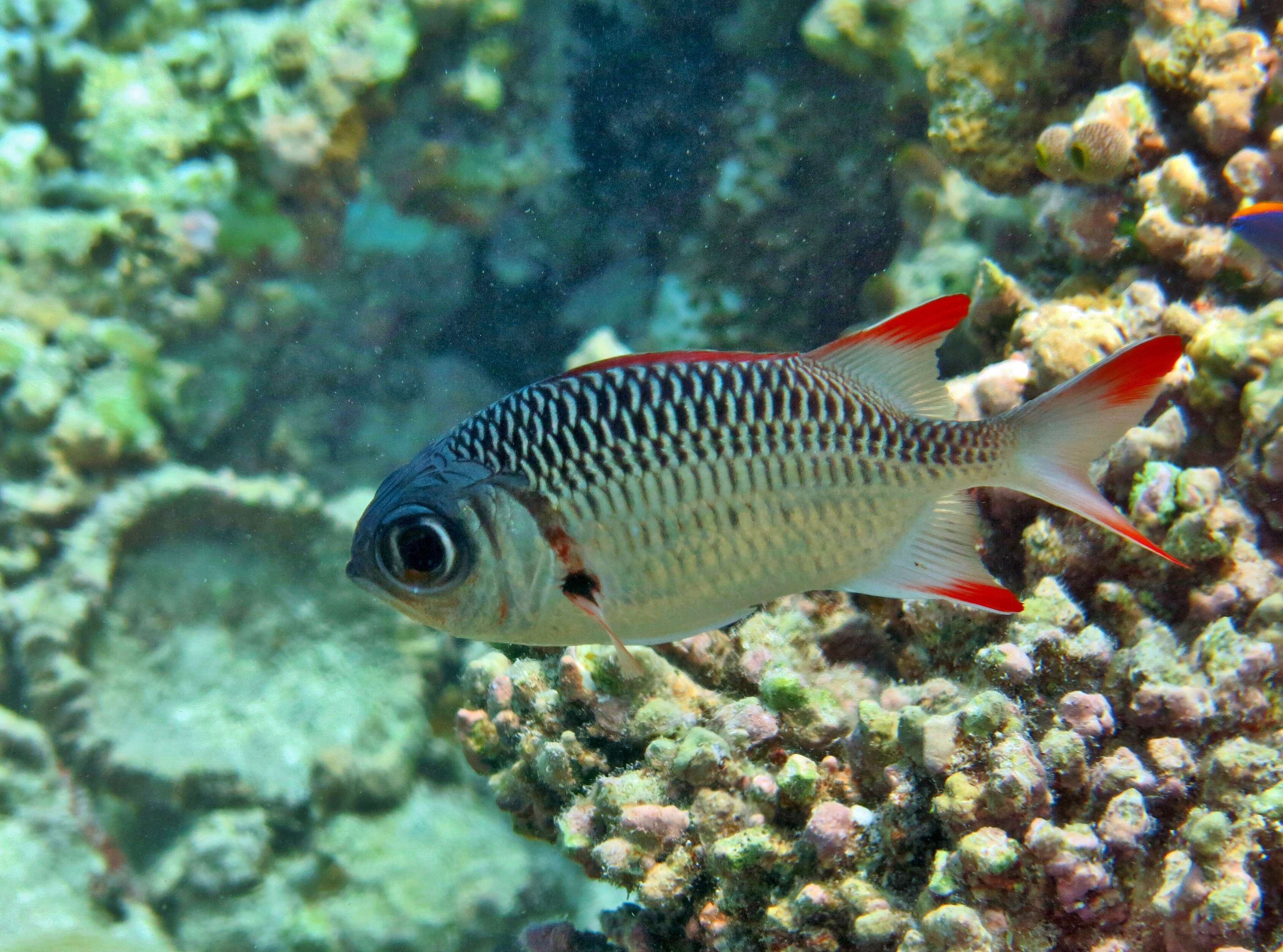 Image of Australian Squirrel-fish